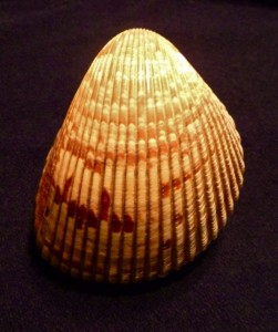Atlantic Giant Cockle shell Sanibel, Florida Atlantic Giant Cockle shell, Sanibel, Florida