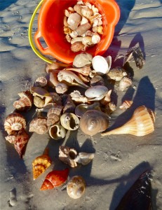 Beach combing shell bucket Beach combing shell bucket