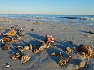 Beach sponges and stuff Beach sponges and stuff