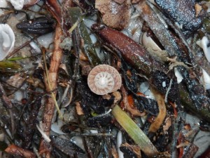 Button Seashell Button Seashell