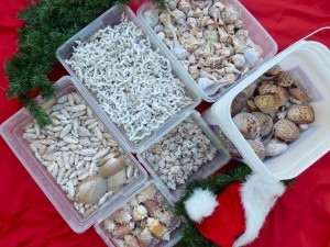 Christmas shells for Captiva Holiday Village Christmas shells for Captiva Holiday Village