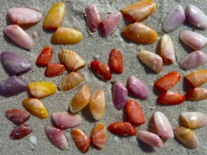 Coquina seashells Sanibel