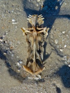 Crucifix bone