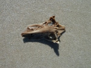 Crucifix shell from catfish