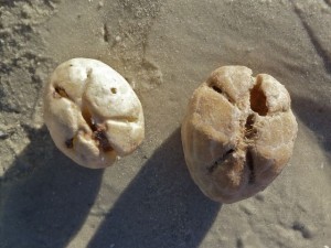 Heart Urchins Heart Urchins