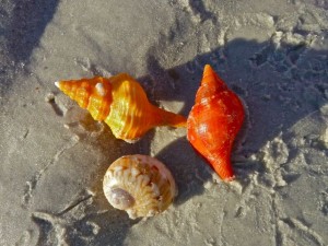Horse conch, true tulip, moon snail Horse conch, true tulip, moon snail