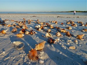 Little Hickory Fighting conchs