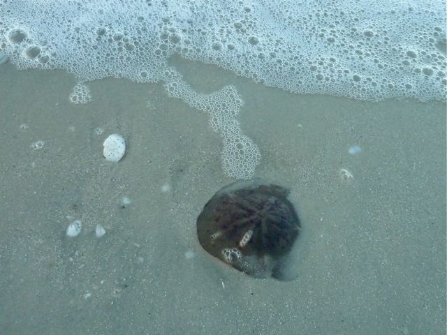 Little Hickory Live Sand Dollar