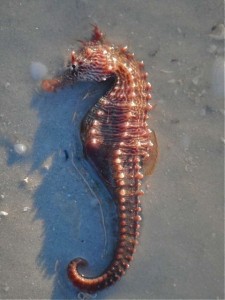 Live Sea Horse on Sanibel Island, Florida
