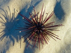 Long-spined Urchin Long-spined Urchin