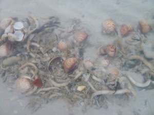 Low tide pool Sanibel Florda cone