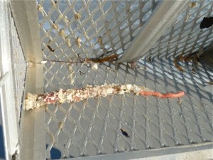 Parchment worm alive Parchment worm alive