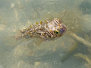 Puffer Fish Puffer Fish