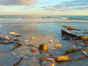 Sea Bean with waves on Sanibel Sea Bean with waves on Sanibel