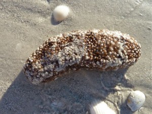 Sea Cucumber Sanibel Sea Cucumber