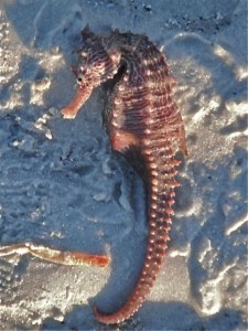 Sea Horse on Sanibel Island, Florida beach