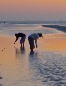 Shell seekers sunrise Sanibel