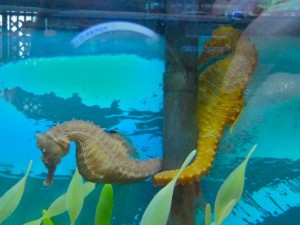 Tarpon Bay Explorers Sea Horses