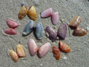coquina shells Sanibel