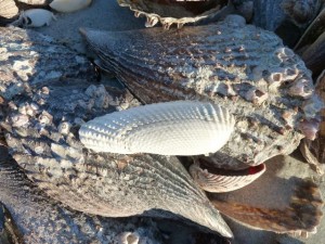 Angel Wing on Pen Shells Angel Wing on Pen Shells