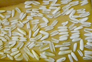 False angel wings sea shells drb