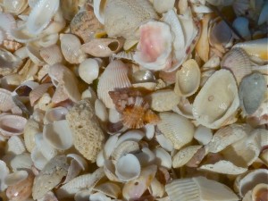 Apple murex in shell pile Apple murex in shell pile