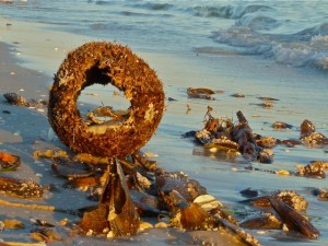 Beached Palm Circle Beached Palm Circle