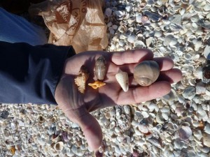 Brian's collection of sea shells Brian's collection of sea shells