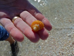 Bright orange Turban Seashell Bright orange Turban Seashell