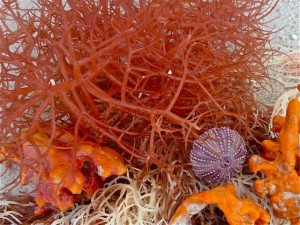 Brilliant sea orange and purple Brilliant sea orange and purple