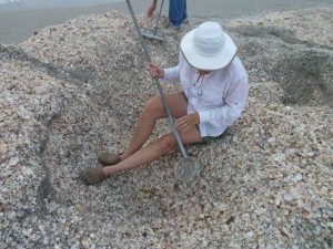 Cheryl digging for shells Cheryl digging for shells