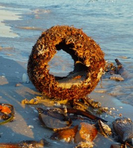 Circle of Sanibel Beached Palm Circle of Sanibel Beached Palm