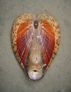 Cockle shell