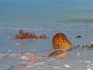 Cockle shells and seaweed