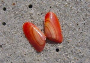 Coquina red