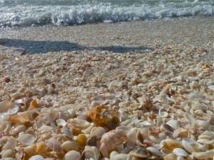 Fighting conch with other shells Fighting conch with other shells