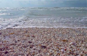 High tide seashells High tide seashells