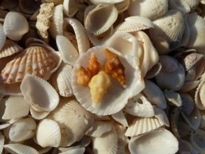 Horse conch colors