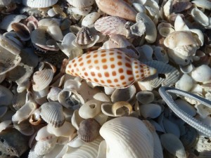 Junonia sea shell on sand bar Junonia sea shell on sand bar