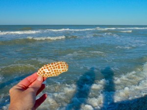 Junonia seashell part