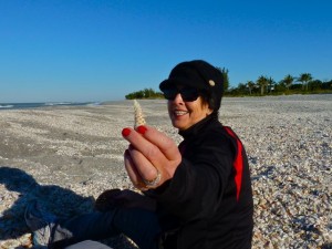 Junonia shell piece Junonia shell piece