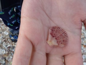 Katie's flat scallop