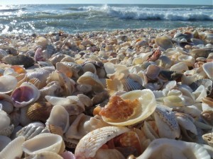 Lace Murex on shell pile