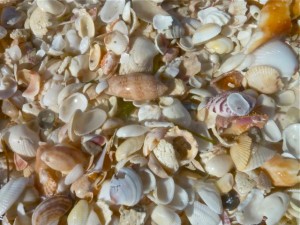 Lettered Olive and other shells Lettered Olive and other shells