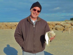 Lightning whelk 10 inches