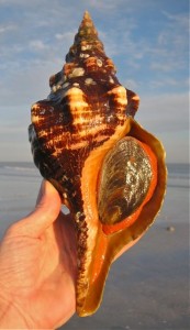 Live Horse Conch Live Horse Conch