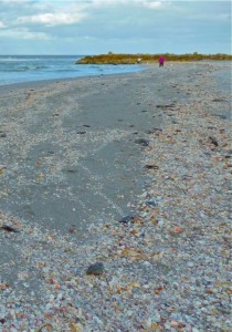 Captiva shells