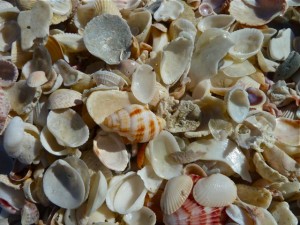 Nutmeg in shells Nutmeg in shells