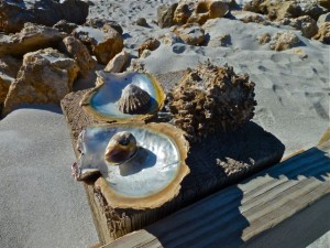 Panama shells Panama shells