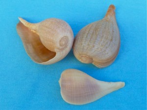 Paper Fig seashells Paper Fig seashells